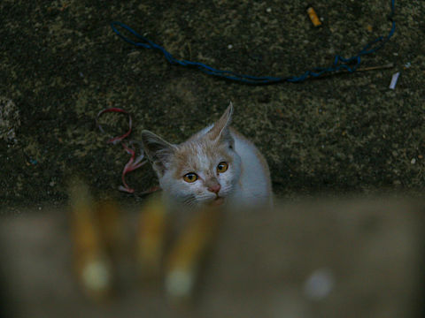 流浪猫