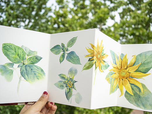 清新水彩植物插画
