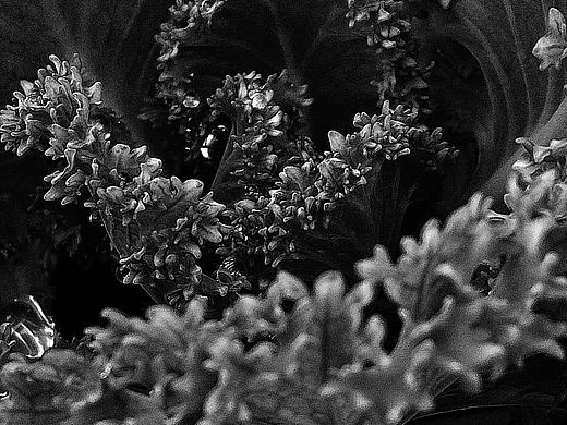 《捕光记贰拾柒》