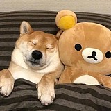 _南嘉的头像