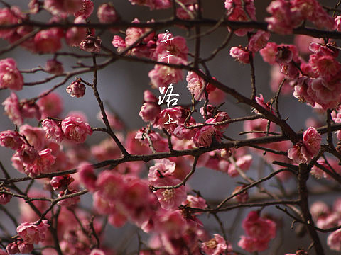 红梅（个人主页-ZMjY2NTY4OTY=） - 其他摄影 - 站酷设计师journey19940原创素材 - 站酷ZCOOL