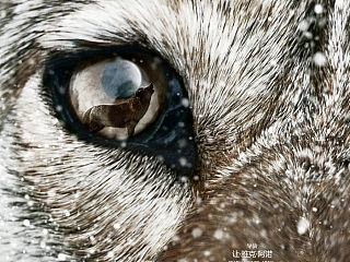 《狼图腾》电影海报设计草稿