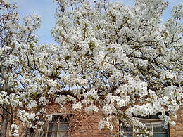 故鄉(xiāng)的春天，自然之美