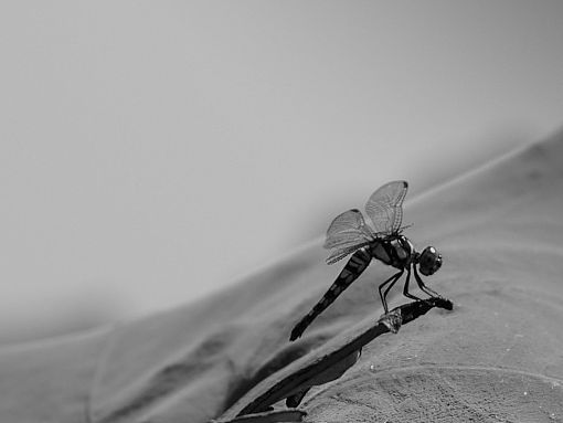 虫.语（new）
