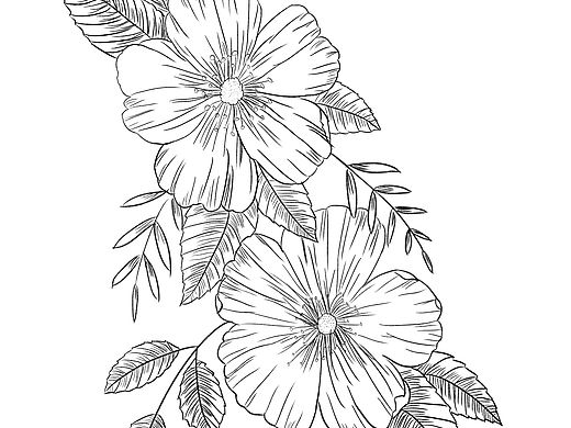 線稿大型花卉3（個(gè)人主頁(yè)-ZNTUzNDUzMDQ=） - 創(chuàng)作習(xí)作 - 站酷設(shè)計(jì)師愛(ài)畫畫的百鬼原創(chuàng)素材 - 站酷ZCOOL