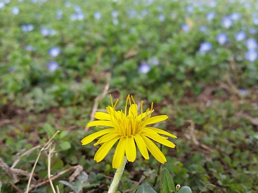 2017·春（个人主页-ZMjA5MTg0NTI=） - 其他平面 - 站酷设计师Yes或者No原创素材 - 站酷ZCOOL