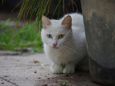 【猫有九命】第二弹 Cat&#39;s Life