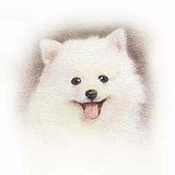 喵喵的小师妹的头像