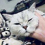 销魂的眼神的头像
