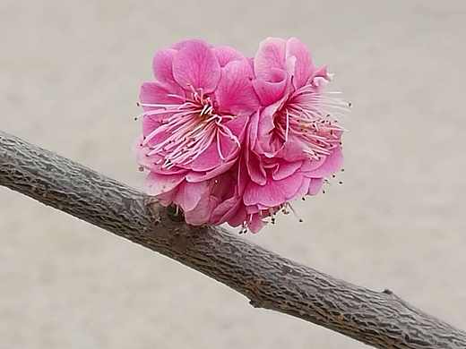 炎夏之春祭的回忆-珠山秀谷