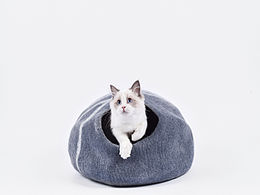 猫咪
