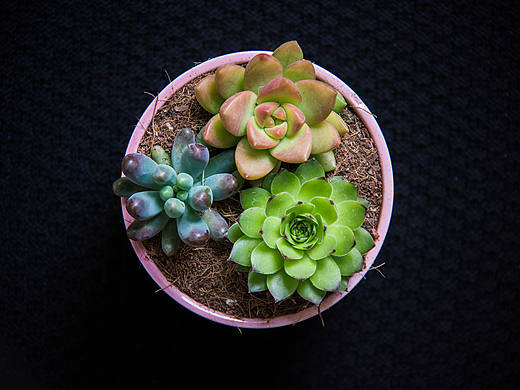 小品花草静物摄影
