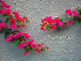 我和我的手机一起拍的那些花儿