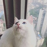 小毛猫的头像