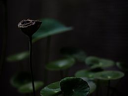 禅意