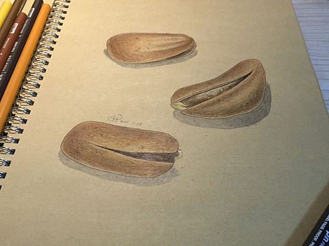 彩铅画三颗松子（个人主页-ZMjA5MDQ1ODg=） - 绘画 - 站酷设计师万住JUP原创素材 - 站酷ZCOOL