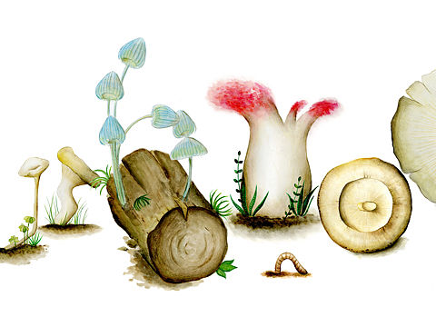 字体设计 mushroom🍄