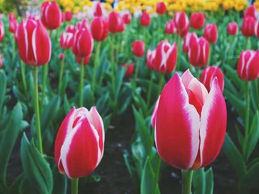 商業(yè)級花片（個人主頁-ZMjY4MDIzNjg=） - 風(fēng)光攝影 - 站酷設(shè)計(jì)師書屋君原創(chuàng)素材 - 站酷ZCOOL