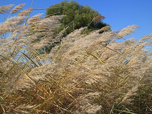 树叶飘落婆娑，芦苇成为主角