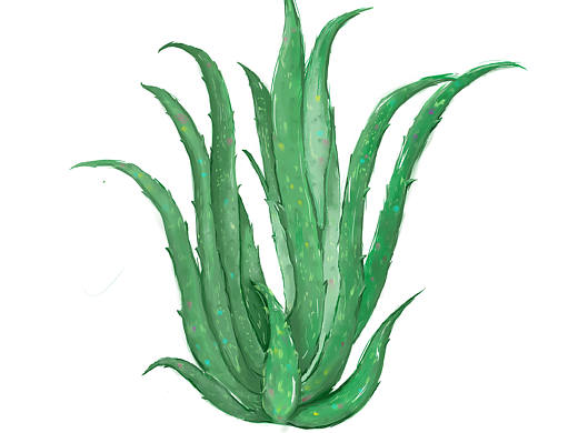 芦荟