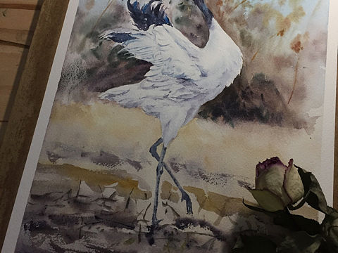 狸奴的水彩画—鹤