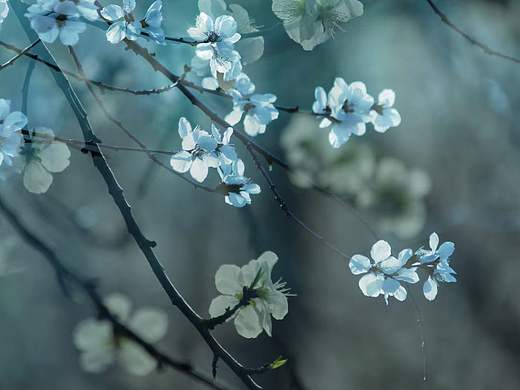 梦幻桃花