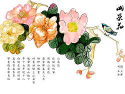 好一朵山茶花
