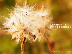 飄（個(gè)人主頁-ZMTY2OTQ5Mg==） - 風(fēng)光攝影 - 站酷設(shè)計(jì)師歐簡原創(chuàng)素材 - 站酷ZCOOL