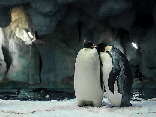 窃窃私语的帝王企