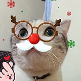 皮皮时光机bts的头像