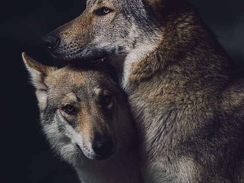 捷克狼犬