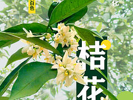 桔花海报