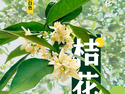 桔花海报（个人主页-ZMzQ3NDk4MDQ=） - 宣传物料 - 站酷设计师依子6原创素材 - 站酷ZCOOL