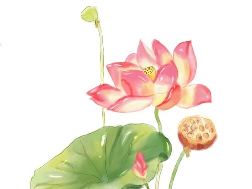 荷花-插画