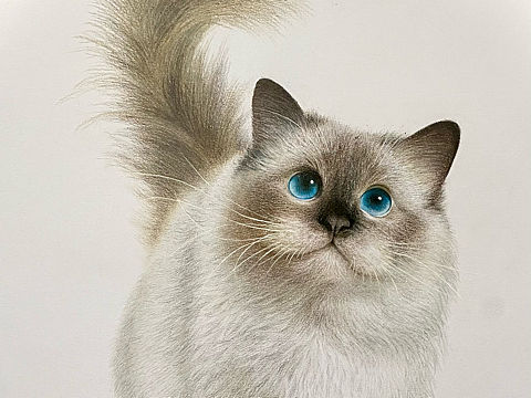 彩铅猫
