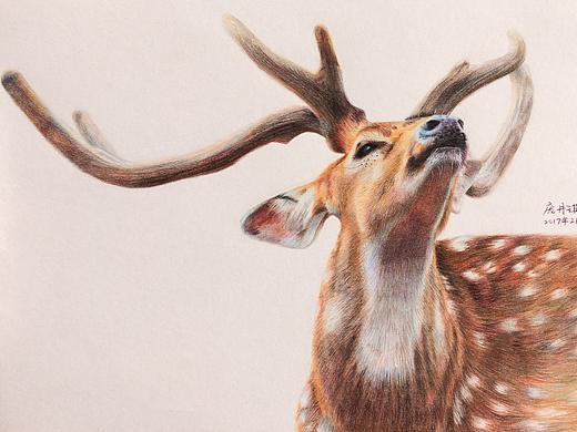一只驕傲的鹿（個(gè)人主頁(yè)-ZMjA0OTg2ODQ=） - 繪畫 - 站酷設(shè)計(jì)師琪喵喵原創(chuàng)素材 - 站酷ZCOOL
