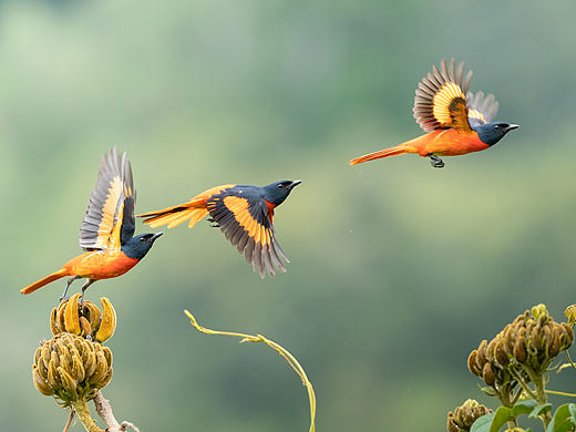 耀眼的火焰精灵·赤红山椒鸟