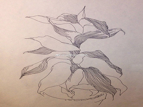 植物线描写生