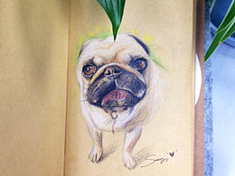 一只狗狗的忧伤