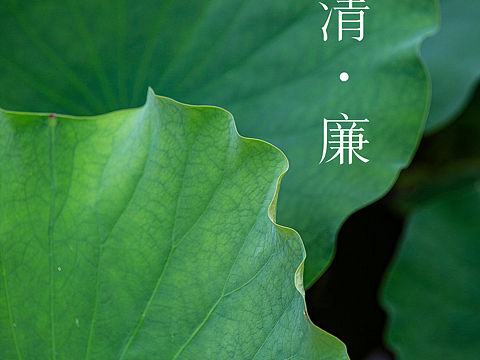 荷叶 廉洁宣传