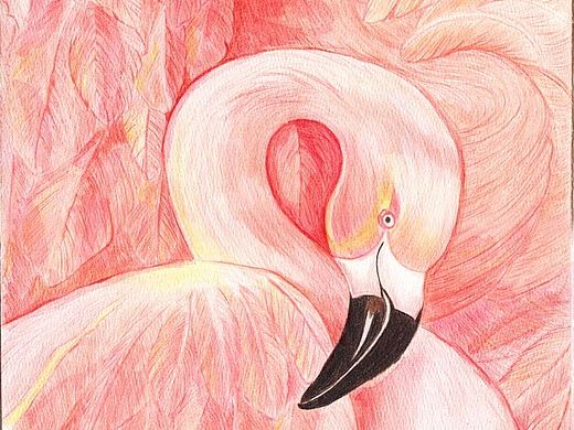 手绘火烈鸟