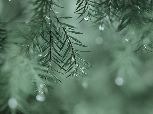 盛夏的雨天