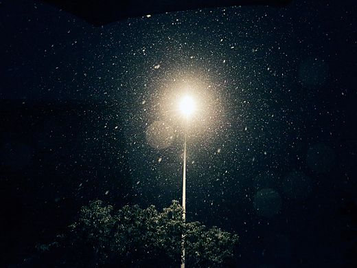 一晚雪