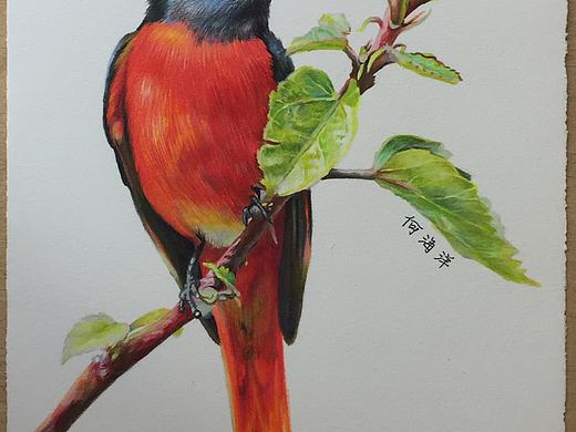 鸟儿（个人主页-ZNTE3NTQyMDg=） - 绘画 - 站酷设计师潇核原创素材 - 站酷ZCOOL