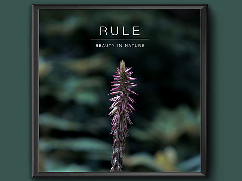 小区的花花草草也挺美的!