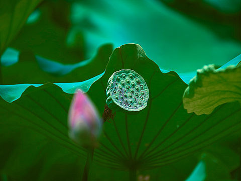西湖荷花