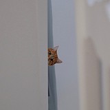 角落的猫的头像