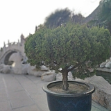 左页枫的头像