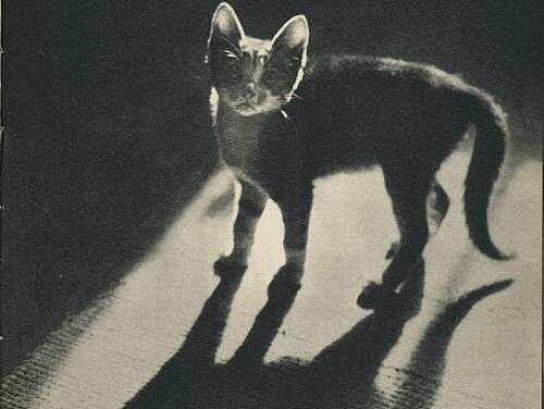 喵呜APP（个人主页-ZMjEwNDI1Njg=） - APP界面 - 站酷设计师白鱼非羽原创素材 - 站酷ZCOOL