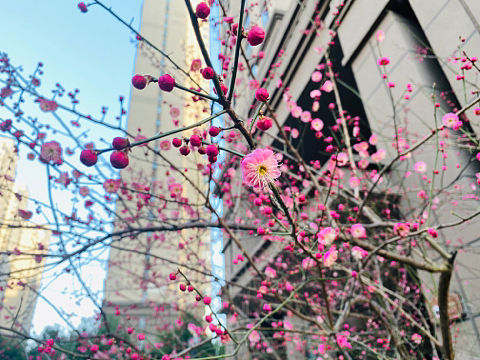 人面不知何处去，桃花依旧笑春风。